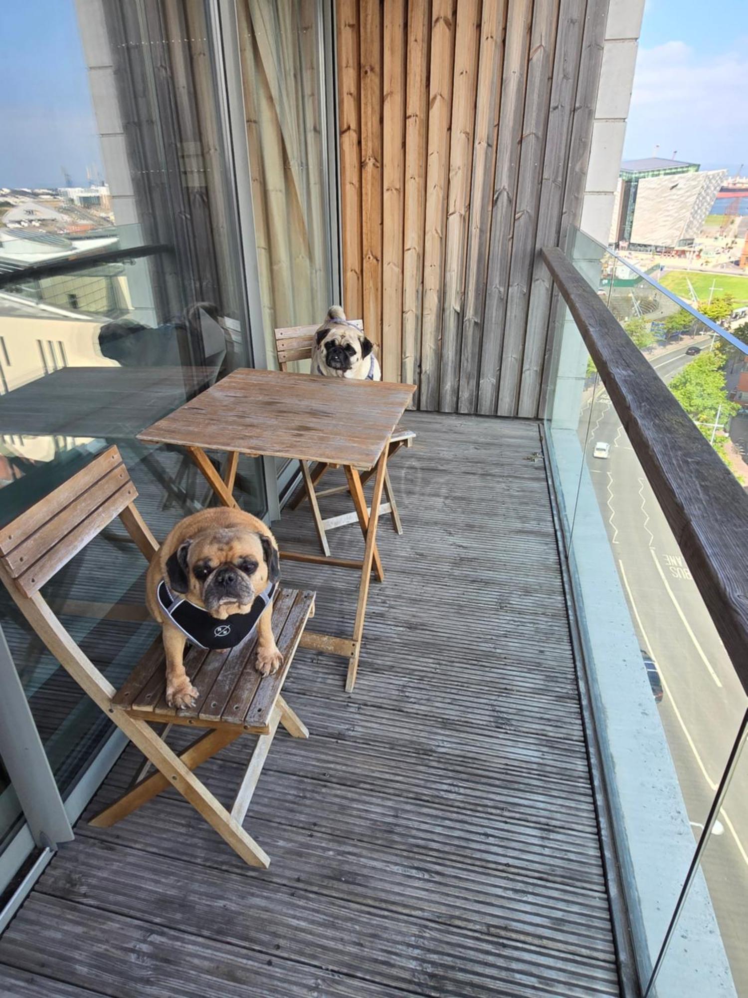 Benji & Milos Apartments 贝尔法斯特 外观 照片